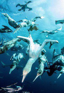 cape gannets diving south africa