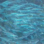 sardine bait ball south africa