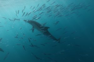 2c11f921-a9d1-4fca-aa80-313cfd7457a4