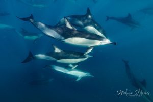 4d9d18b4-6efa-457e-8e61-3bea748a4f1f