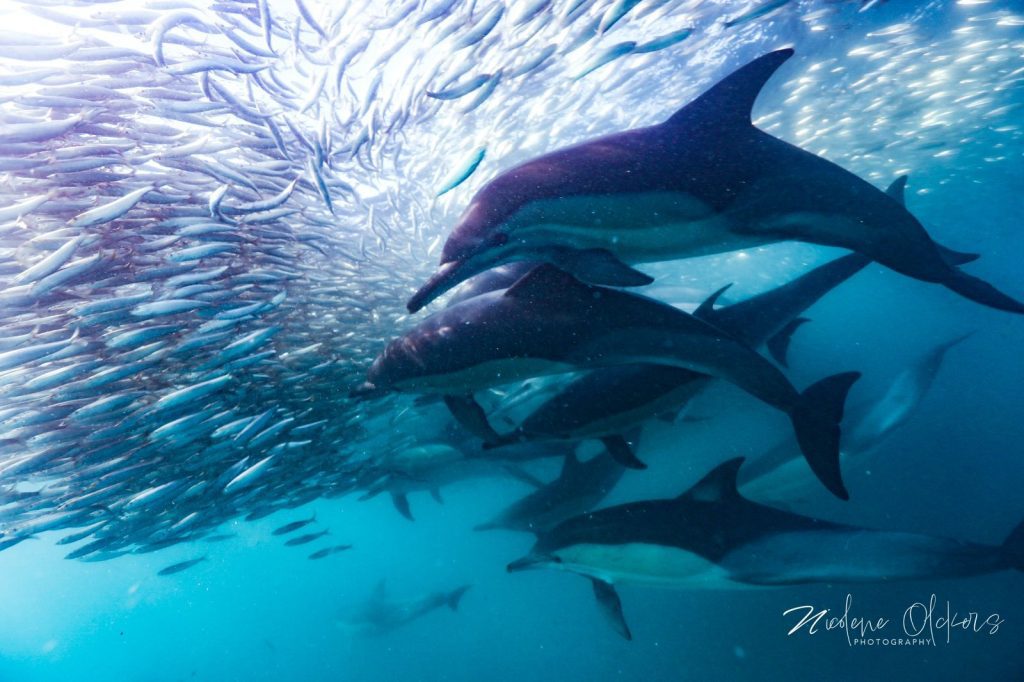 Sardine Run South Africa 2025