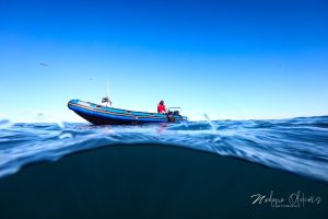 Go Dive Mossel Bay Sardine Run