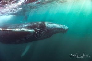 ca0f48a7-0f98-4741-9bc9-fe418ab1e65f