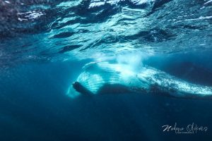 cd0ad382-6846-448a-909e-32c462f3527e