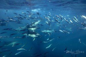 Sardine Run