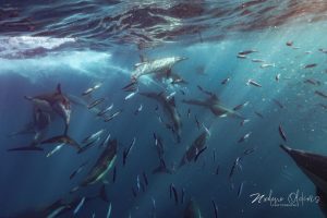 f4edd5d9-88a4-40a5-a408-0e798b4d0610