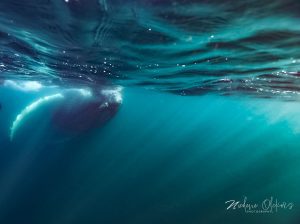 f5a25aa5-0ba9-45cd-82c0-8a7a3f373c06