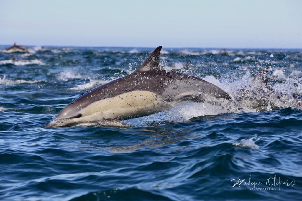 Sardine Run South Africa - Dolphin