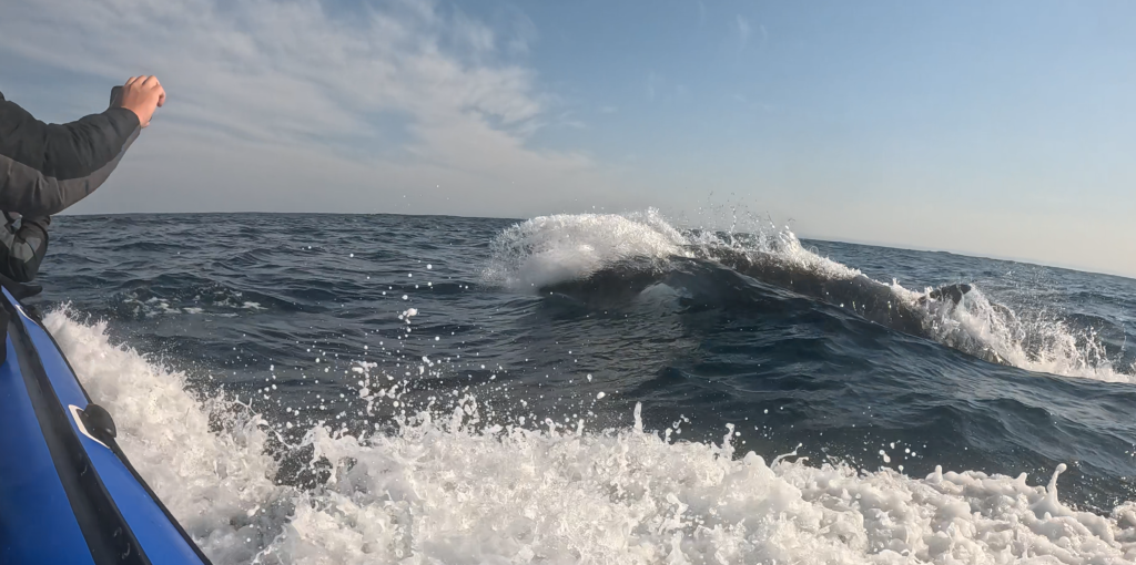 One of my favourite Sardine Run Encounters Ever — Shepherd’s Beaked Whales Trying to Hide Behind Our Boat