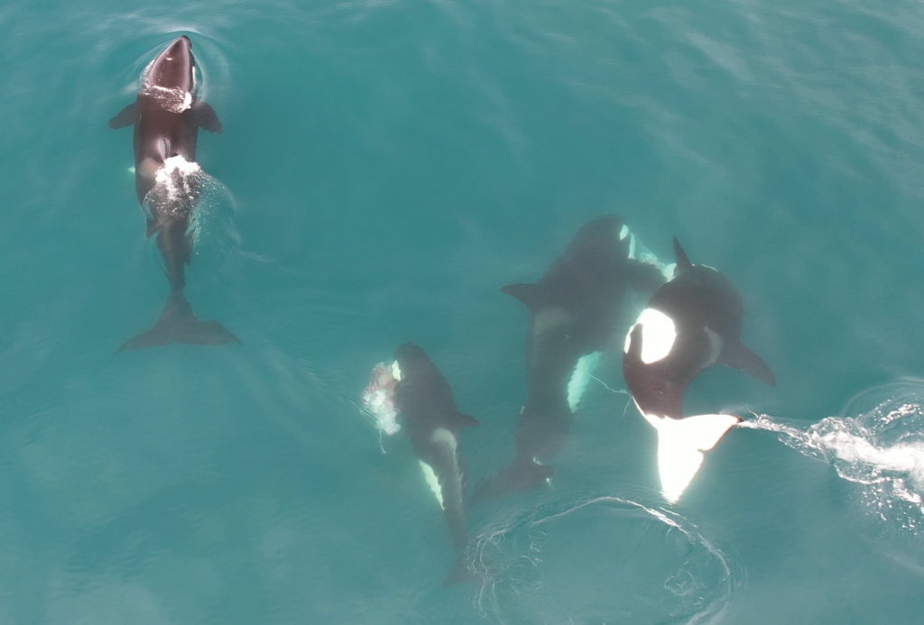 The Predators Become the Prey — A Sardine Run Orca Encounter